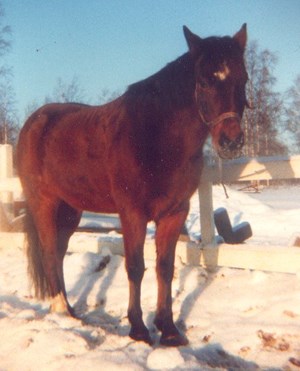 tjader1